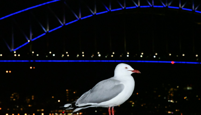 实测教程”新大海互娱有没有透视挂”其实确实有挂