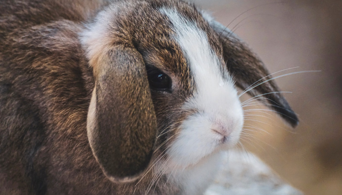 开挂辅助工具“弘运麻将有开挂吗”其实确实有挂