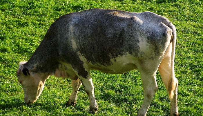 辅助开挂神器“铭心牛牛有挂吗”其实确实有挂