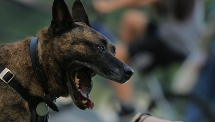 辅助开挂神器“英皇娱乐有挂吗”其实确实有挂