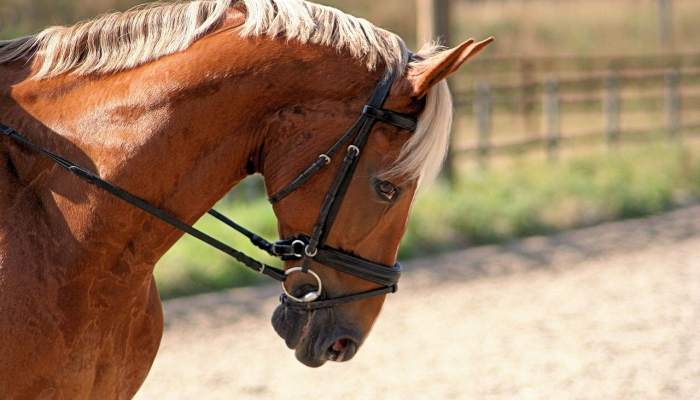辅助开挂神器“飞禽走兽有没有挂”其实确实有挂