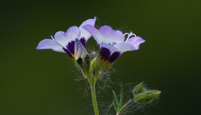 辅助开挂神器“鄱阳翻精麻将有挂吗”其实确实有挂