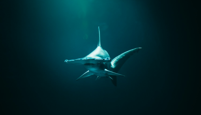 开挂辅助工具“微乐窝龙开挂下载安装”开挂(透视)辅助教程