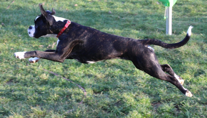 辅助开挂神器“乐易四川麻将有没有辅助”开挂详细教程