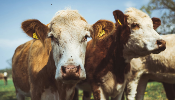 实测教程”大唐麻将挂神器”分享用挂教程