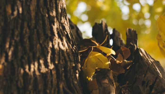 玩家实测“一起宁德钓蟹辅助器”分享必要外挂教程