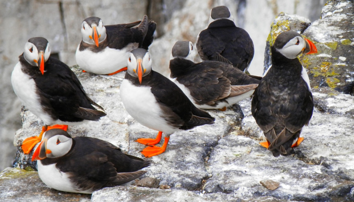 教程开挂辅助“白金岛跑得快是不是有挂”(透视)其实确实有挂