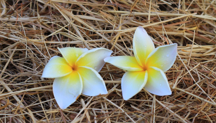 辅助神器“掌中乐游戏中心确实真的有挂”(透视)其实确实有挂