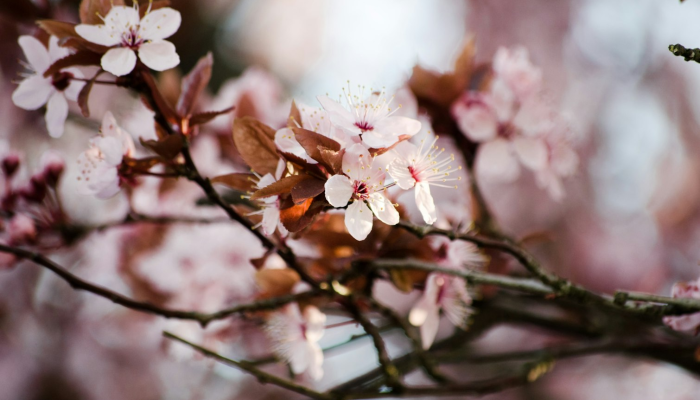 开挂辅助工具“湖北家乡麻将可以开挂吗”(透视)其实确实有挂