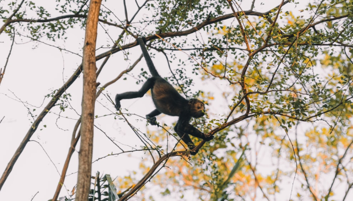 辅助开挂神器“新琉璃是不是有挂”开挂详细教程