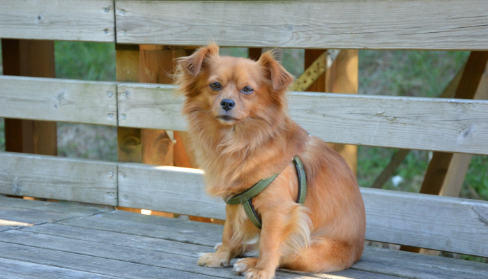 实测教程”友内蒙古麻将真的有挂吗”【透视软件教程分享】