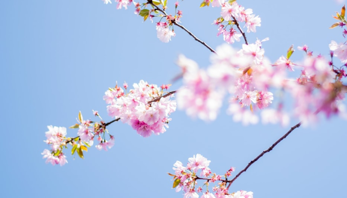 必备科技“授权二厅能开挂吗”开挂详细教程