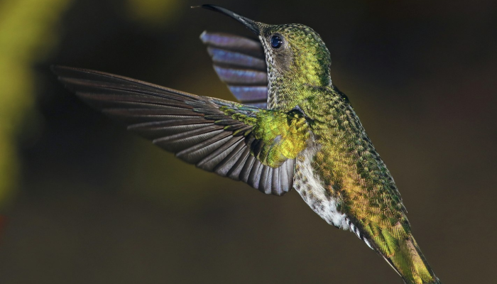 辅助开挂神器“微乐湖南麻将怎么开挂”开挂详细教程